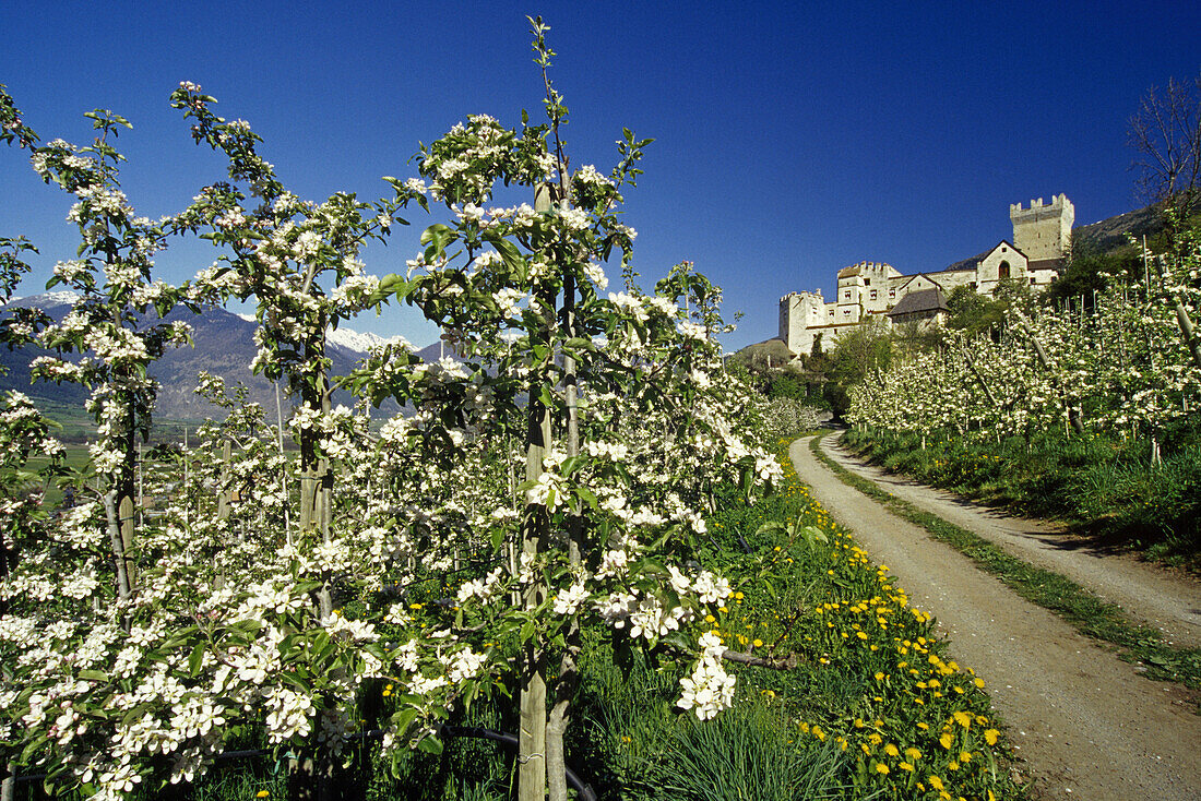 Apfelblüte, Schloss Churburg, bei Schluderns, Vinschgau, Dolomiten, Südtirol. Italien