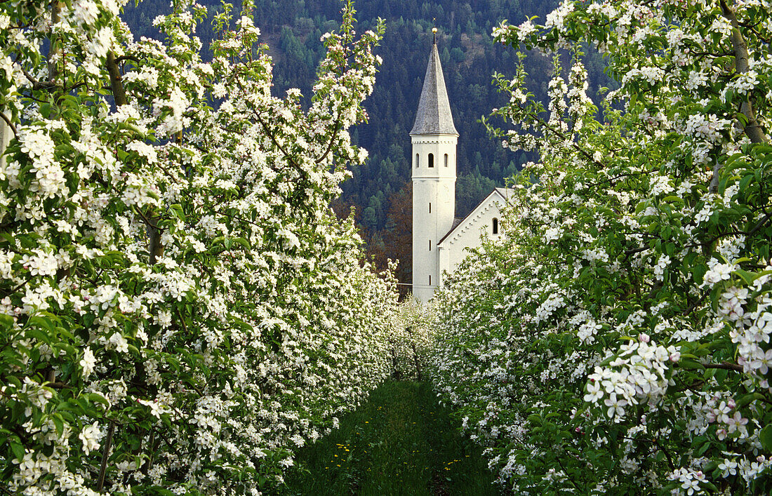 Apple blossom, pilgrimage church Madonna di Lourdes, Val Venosta, Dolomite Alps, South Tyrol, Italy