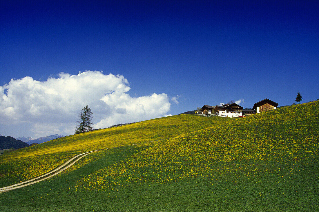 Löwenzahnwiese und Bauernhöfe, Villnößtal, Dolomiten, Südtirol, Italien