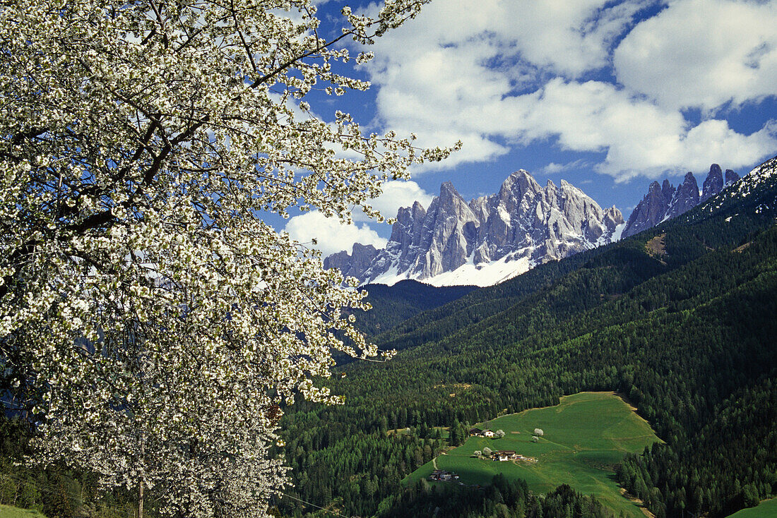 Cherry blossom, view to Le Odle, Val di Funes, Dolomite Alps, South Tyrol, Italy