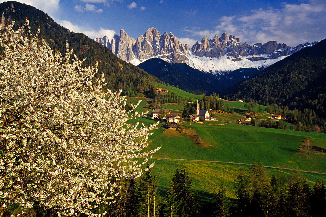 Cherry blossom, Santa Maddalena, view to Le Odle, Val di Funes, Dolomite Alps, South Tyrol, Italy