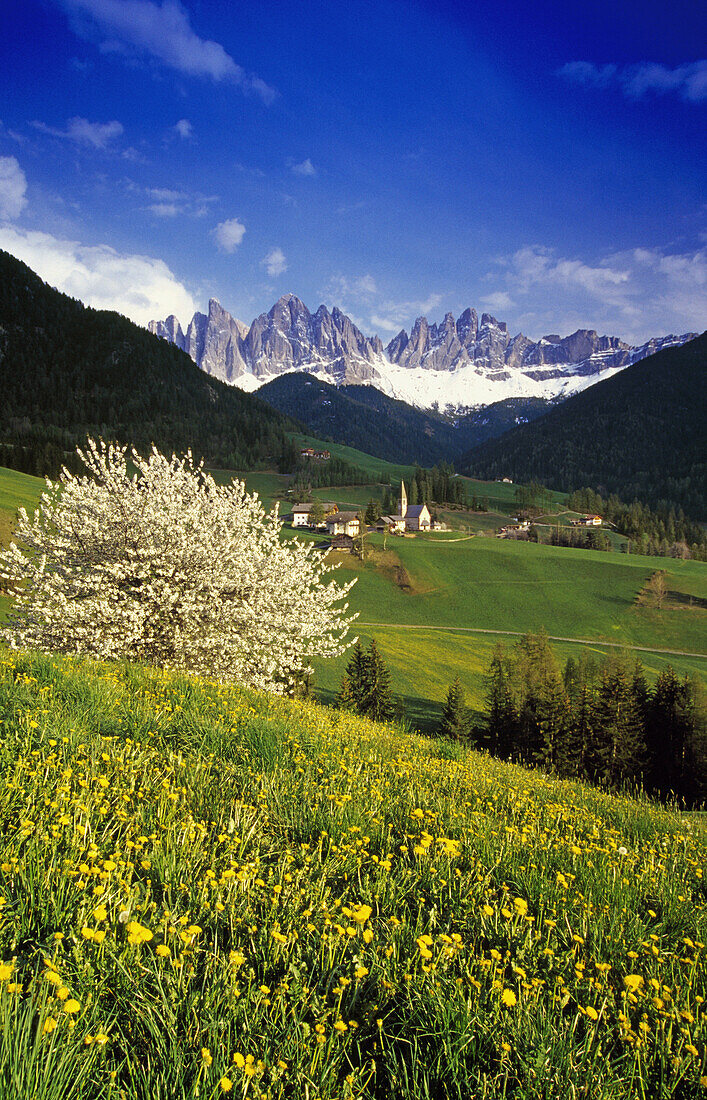 Cherry blossom, Santa Maddalena, view to Le Odle, Val di Funes, Dolomite Alps, South Tyrol, Italy