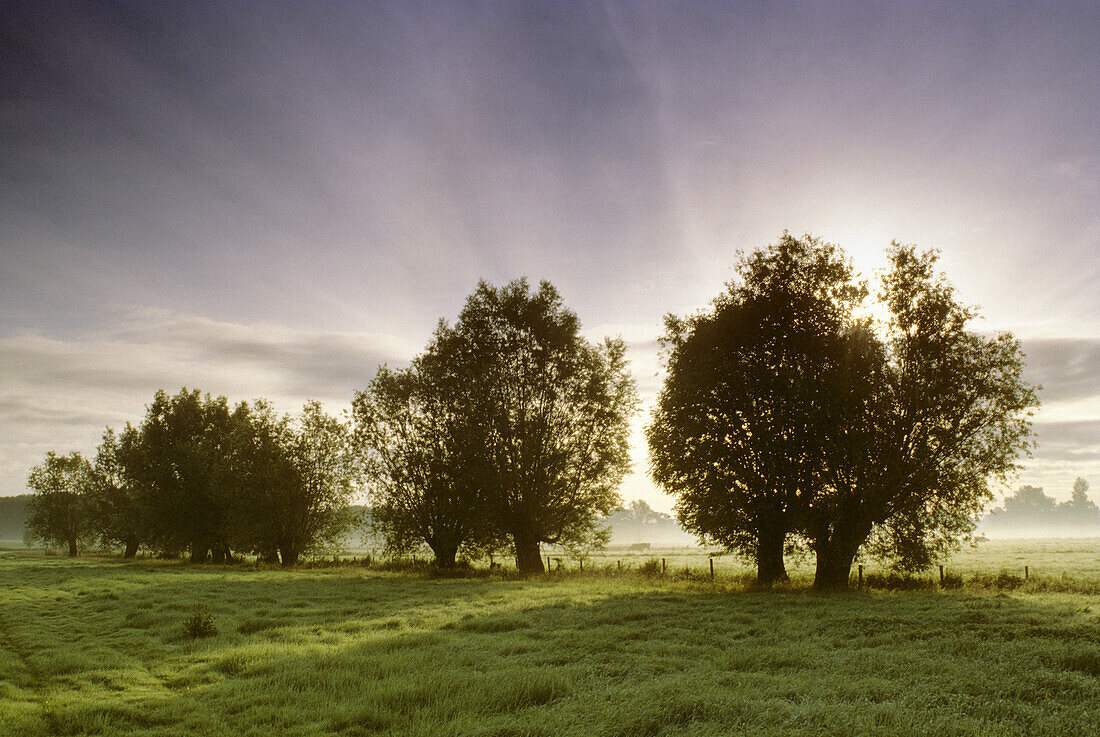 Kopfweiden im Morgennebel, bei Rees, Niederrhein, Nordrhein-Westfalen, Deutschland