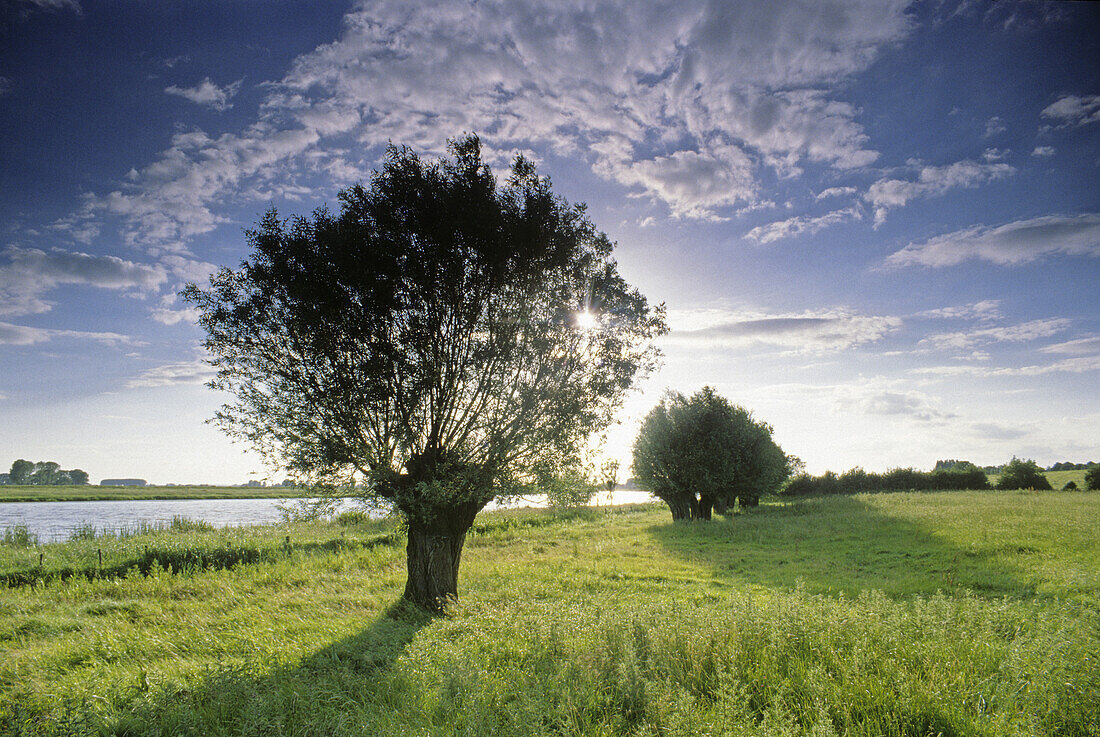 Kopfweiden am Bienener Altrhein bei Rees, Niederrhein, Nordrhein-Westfalen, Deutschland