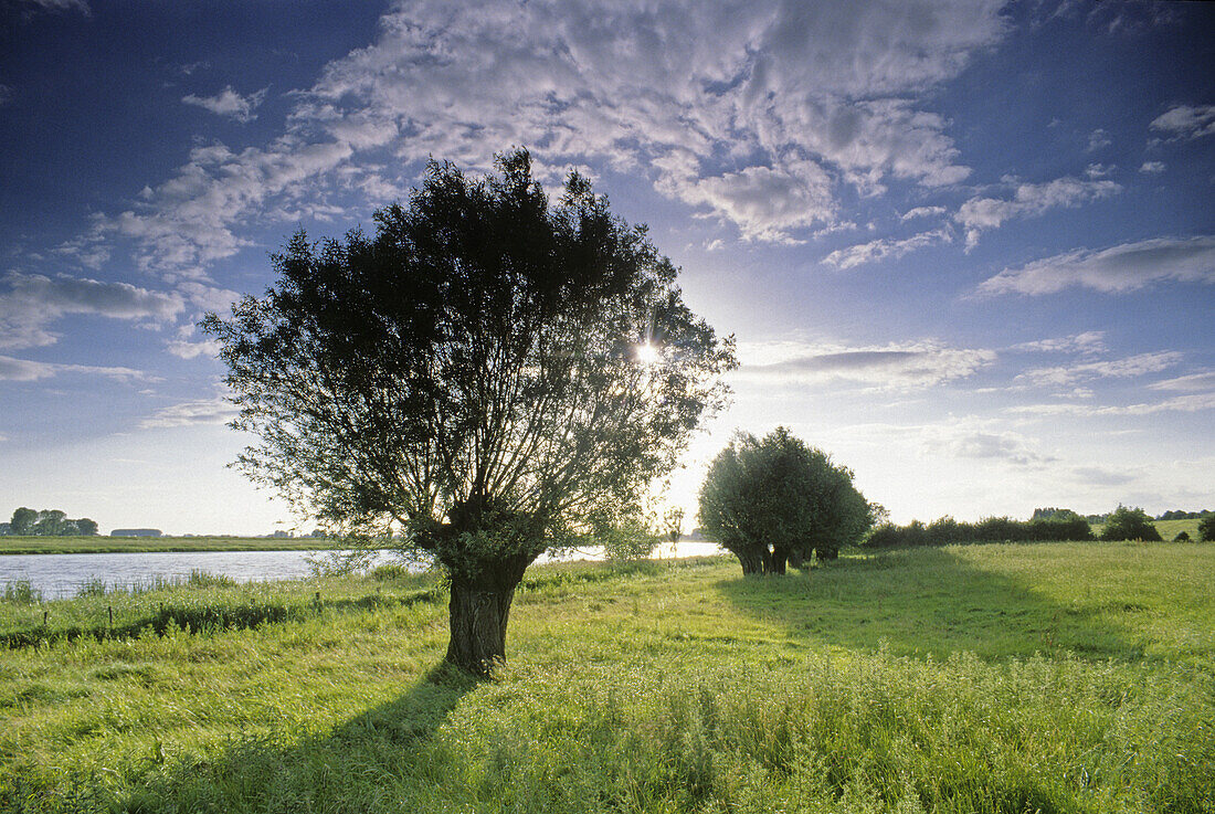 Pollarded willows at the Bienener old arm of the Rhine river, near Rees, Lower Rhine Region, North Rhine-Westphalia, Germany