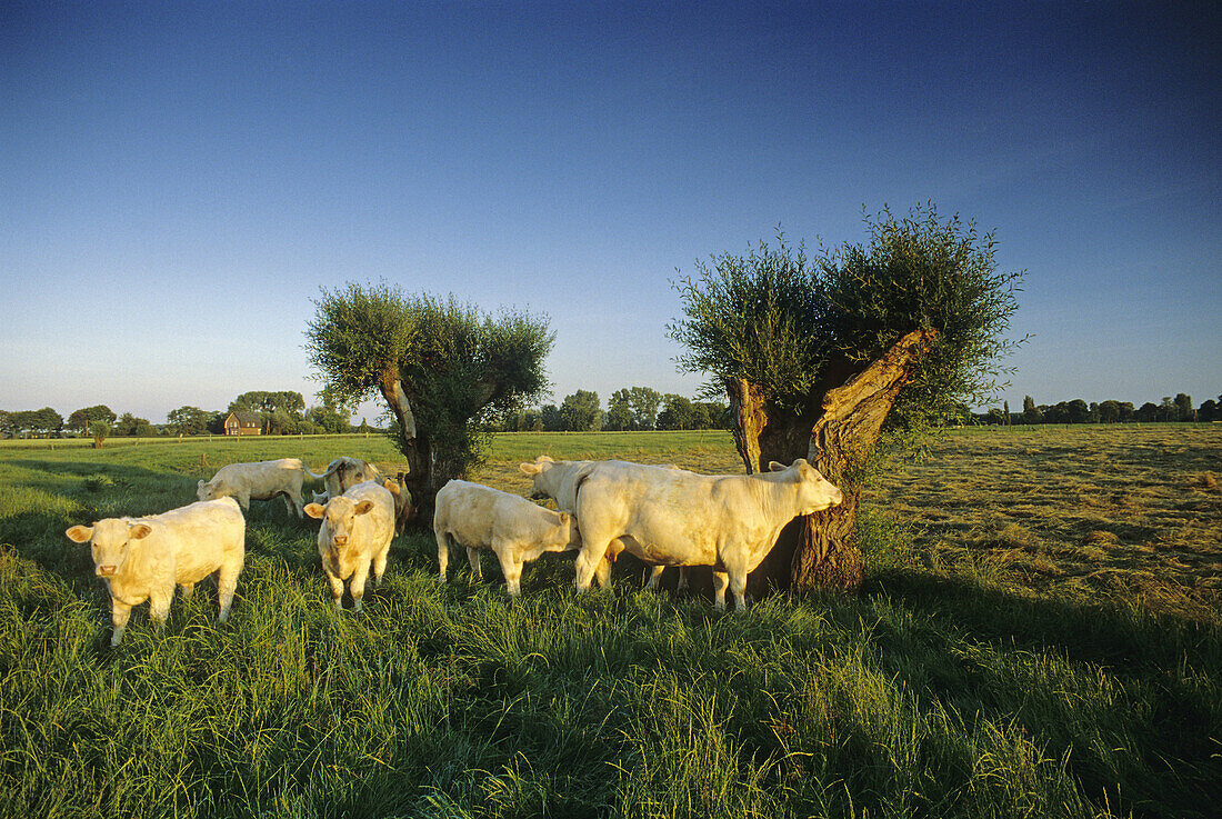 Landscape with pollarded willows and cows, near Kamp Lintfort, Lower Rhine Region, North Rhine-Westphalia, Germany