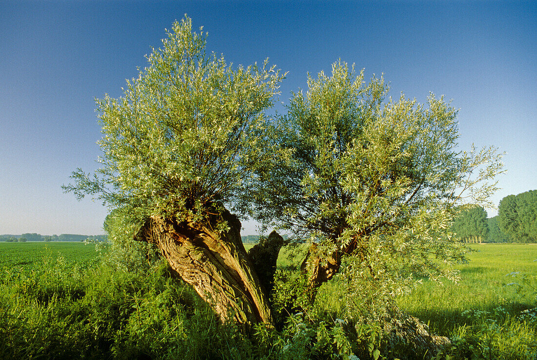 Pollarded willow on the island of Bislich, near Xanten, Lower Rhine Region, North Rhine-Westphalia, Germany