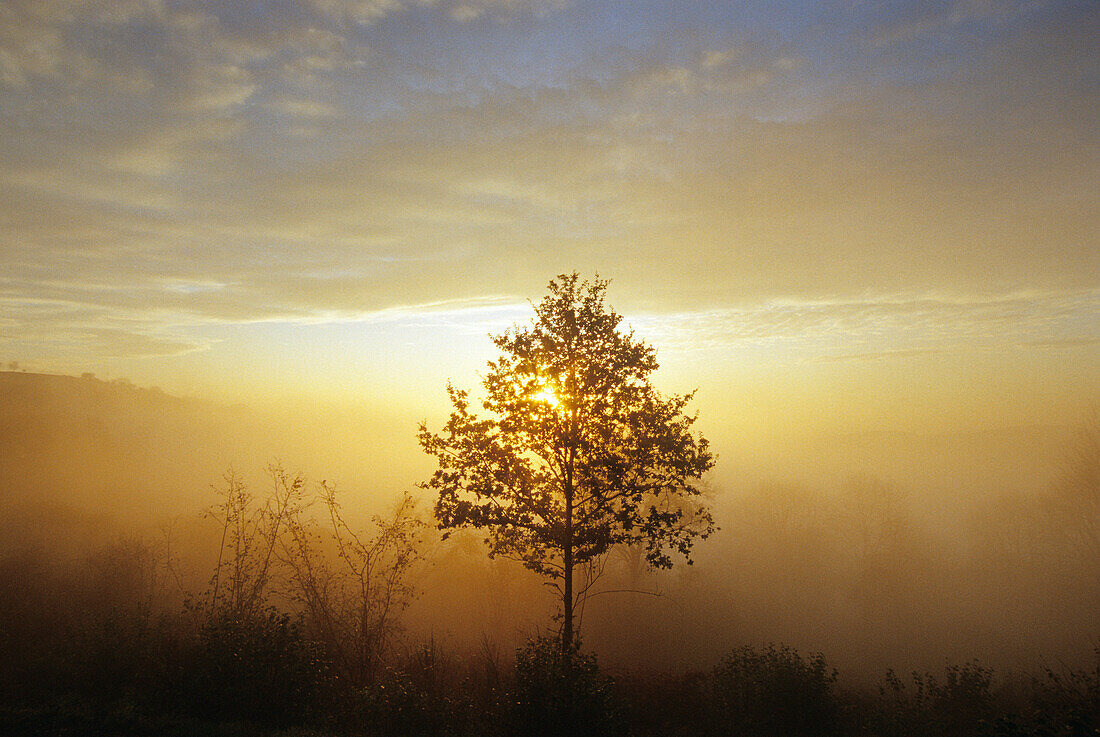 Morning mist, near Daun, Eifel, Rhineland Palatinate, Germany