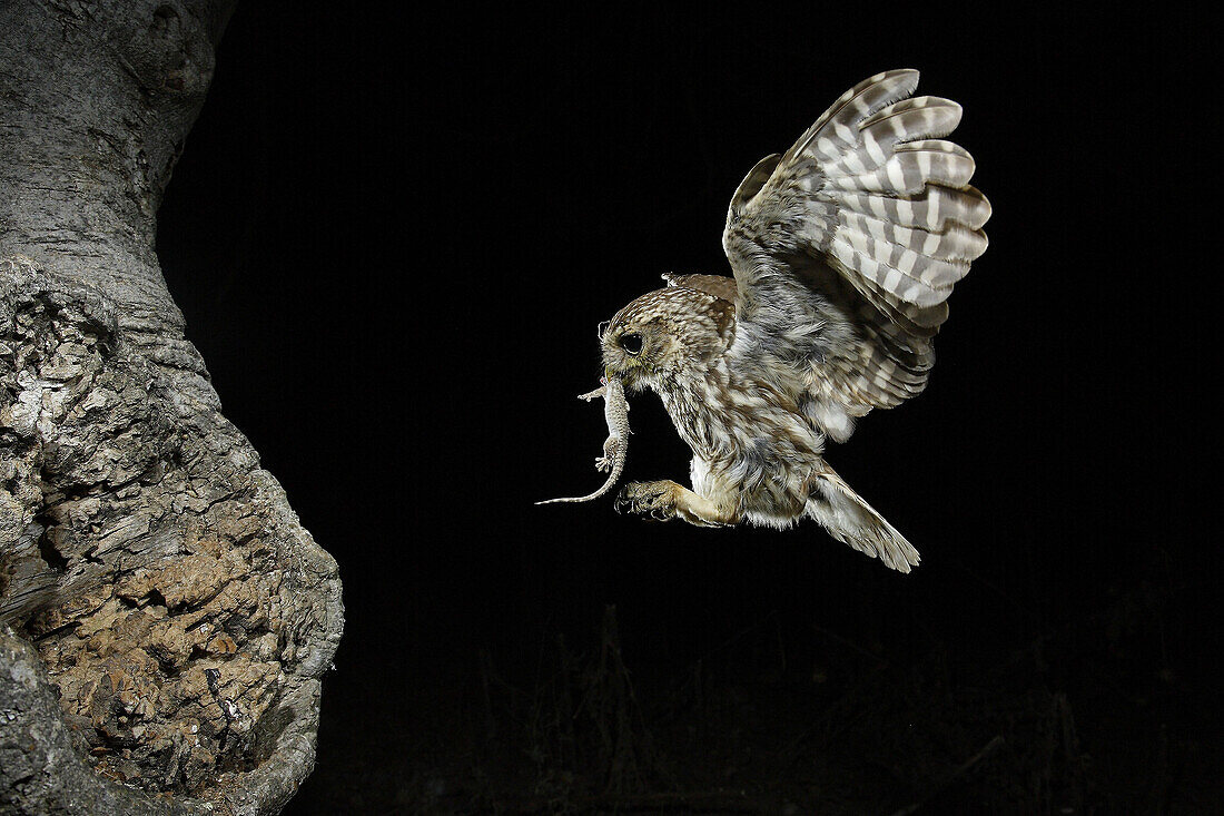 Owl (Athene noctua)