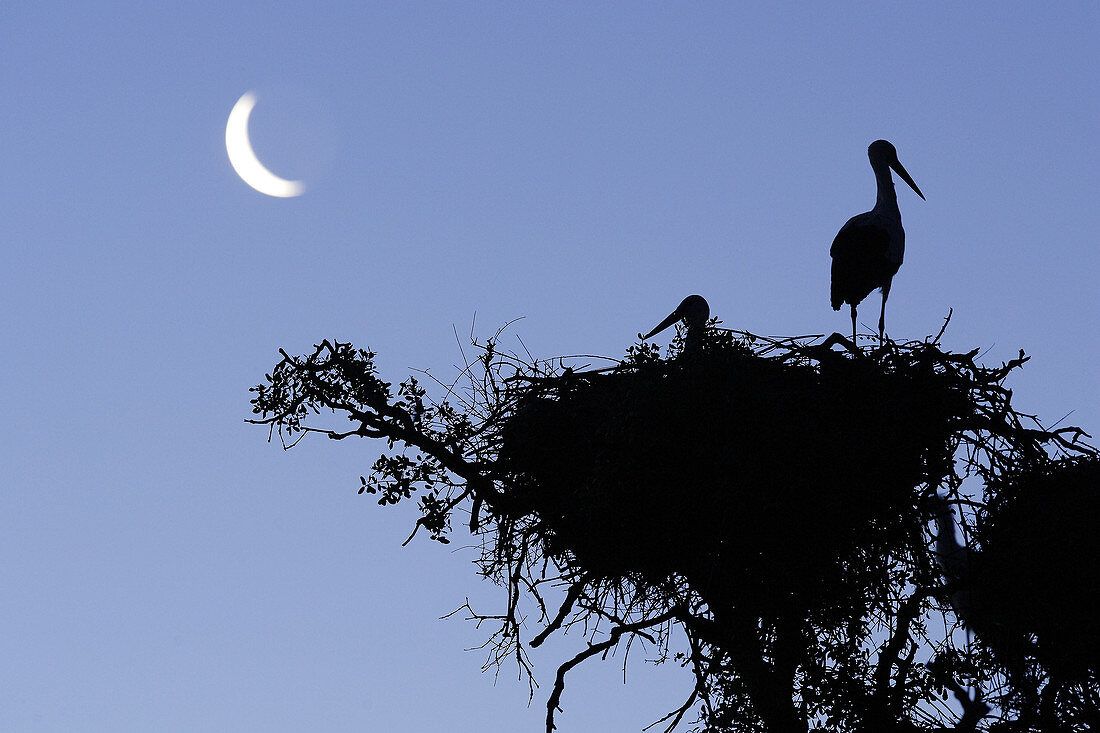 Silhouette of White Stork (Ciconia ciconia) nest and moon, Doñana National Park. Andalucia, Spain