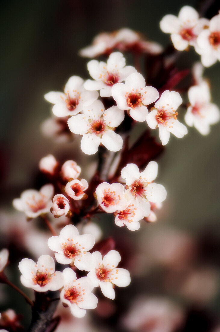 Cherry Blossom. Prunus cerasifera. April 2007. Maryland, USA.