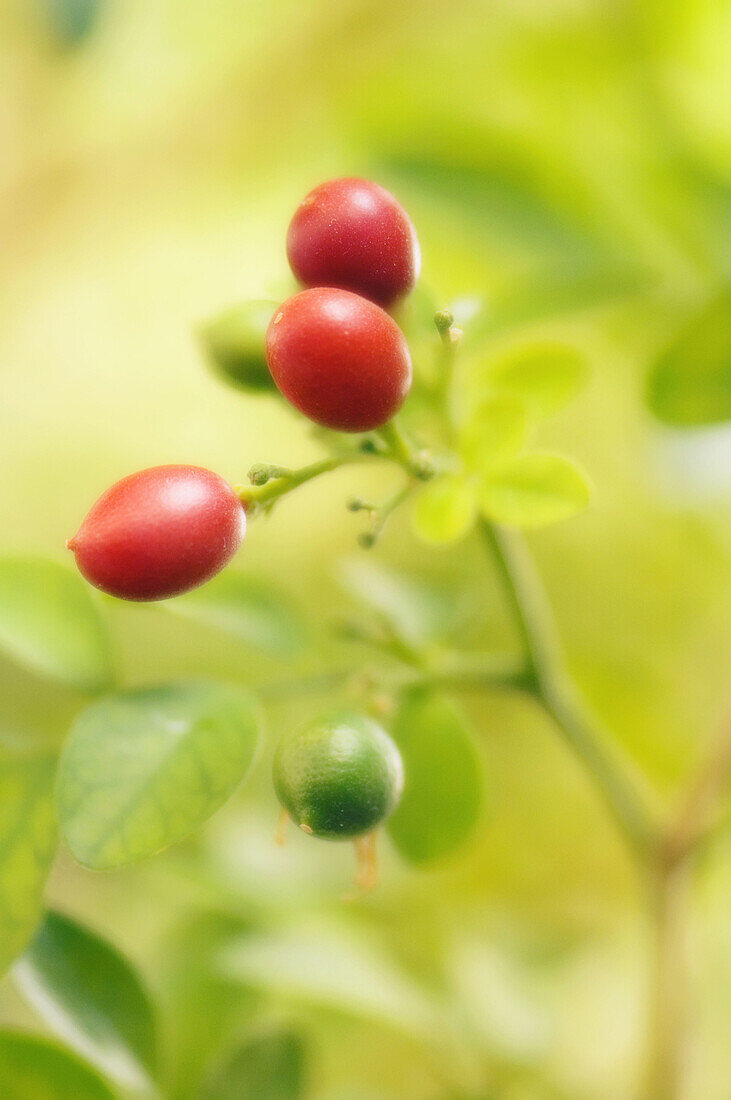 Ripening Orange Jasmine Fruits. Murraya paniculata. November 2006, Maryland, USA