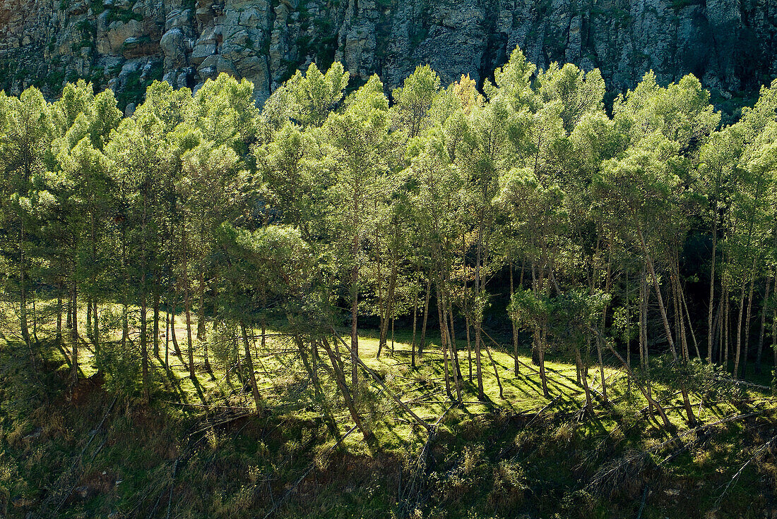 Monfrague Natural Park. Caceres province. Extremadura, Spain