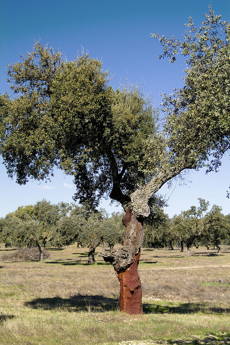 Quercus suber. Cáceres province. Spain.