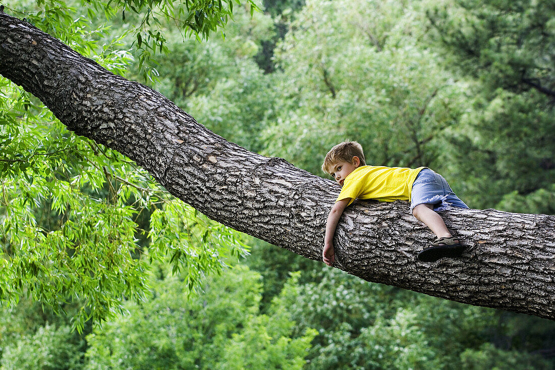 A caucasian boy, 5-10, rests in the branch of a large tree.