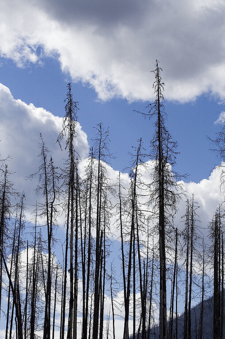 Burned trees after a forest fire in Kootenay National Park, British Columbia, Canada.