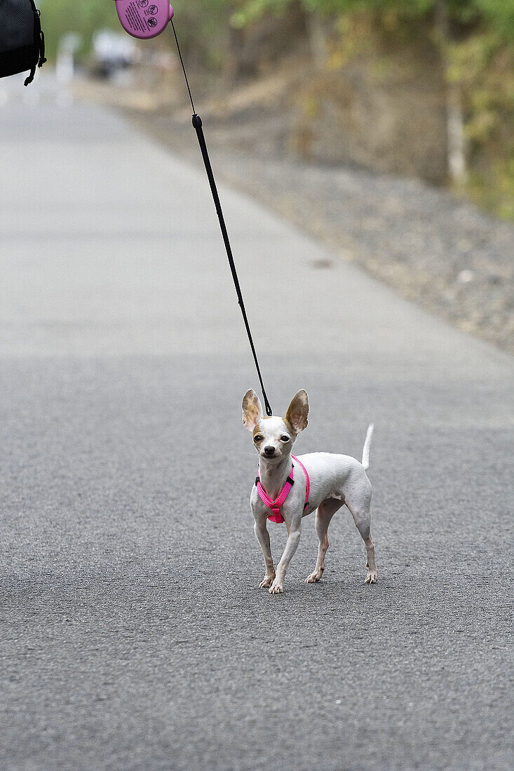 An adult female Chihuahua on a leash.