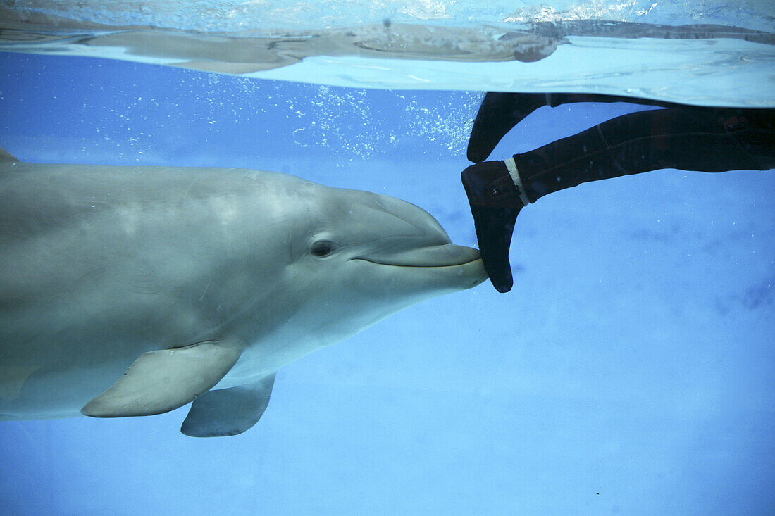 Bottlenose Dolphin (Tursiops truncatus)