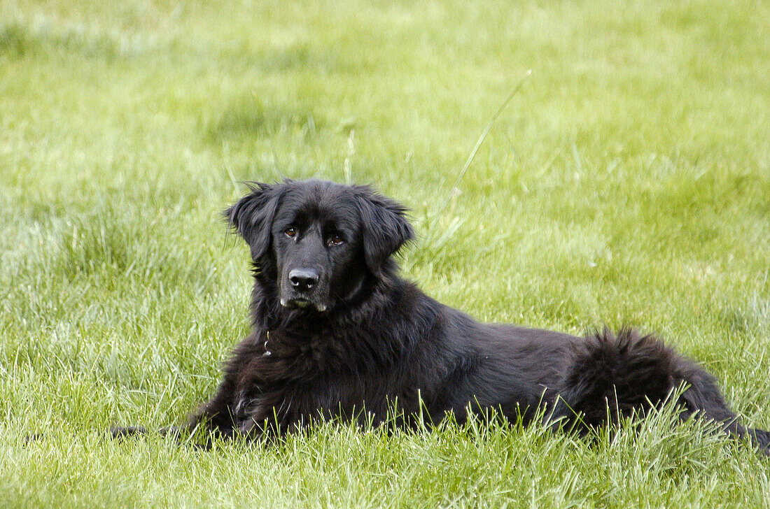 Black dog in grass