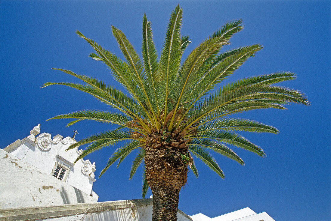 Church and palm tree under blue sky, Albufeira, Algarve, Portugal, Europe