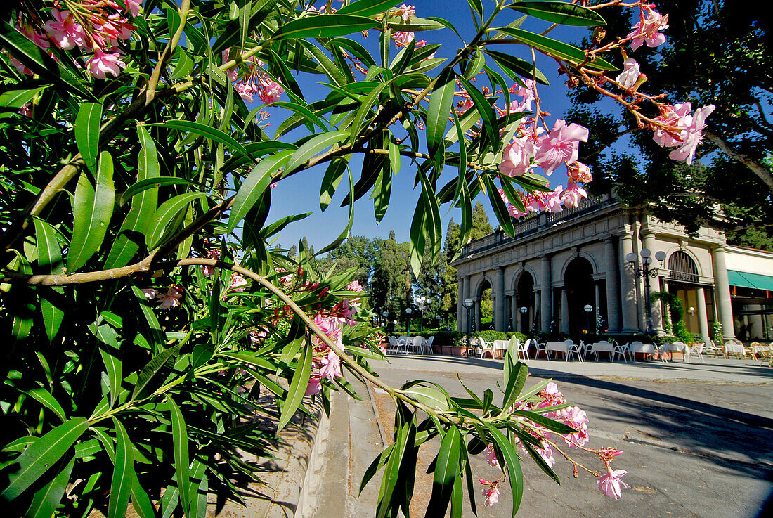 Piazetta Michelangelo, Cafe and blooming oleander in the sunlight, Florence, Tuscany, Italy, Europe