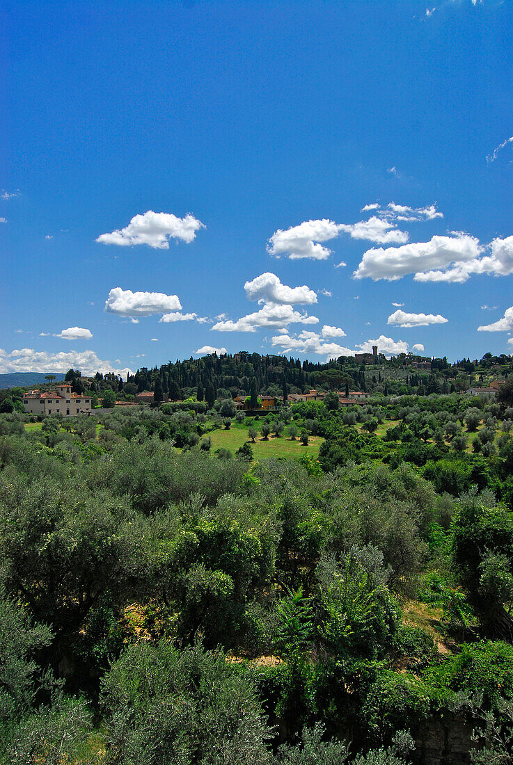 Giardino di Boboli, view over green scenery under blue sky, Florence, Tuscany, Italy, Europe