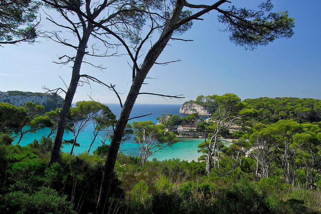 View through pine trees towards Cala Galdana bay with restaurant Mirador, Minorca, Balearic Islands, Spain