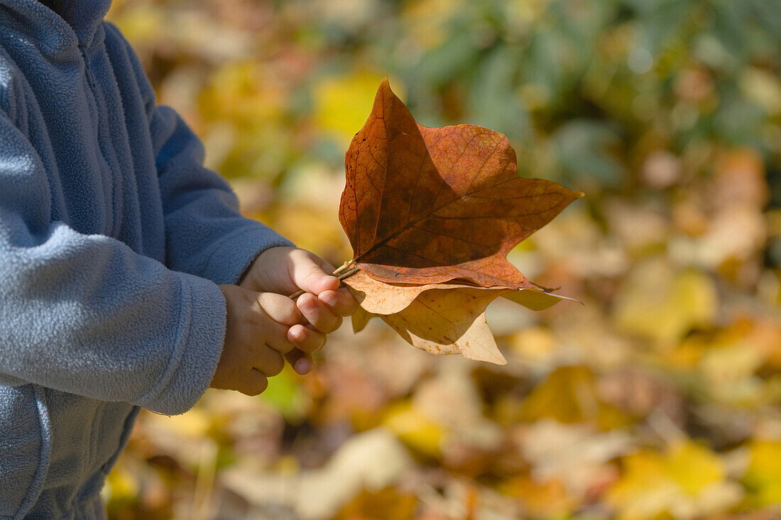 Kind hält Herbstlaub in den Händen