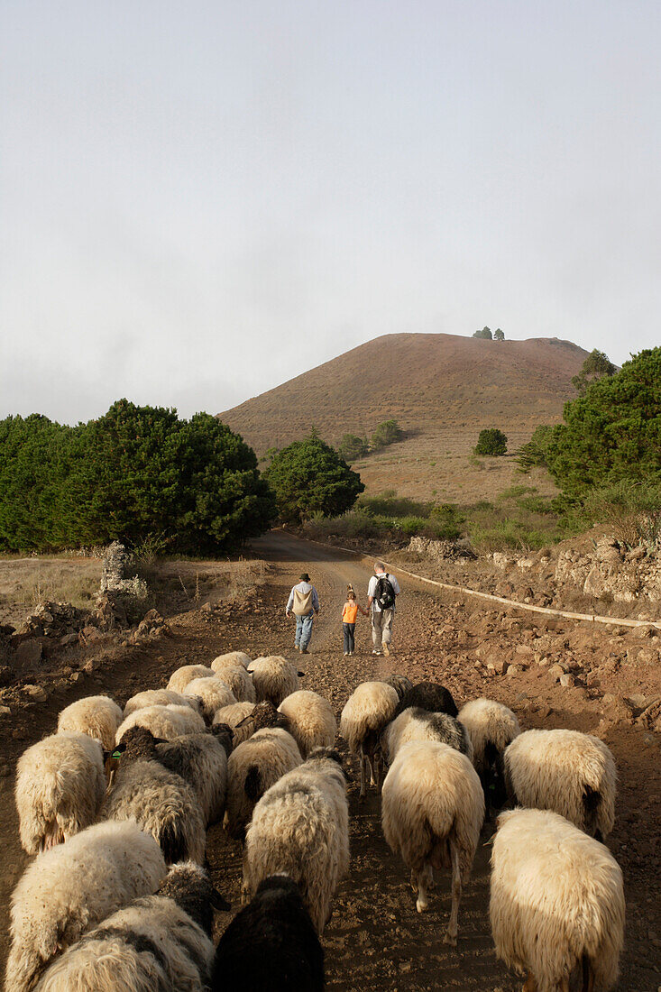 Camino de la Virgin, flock of sheep, El Hierro, Canary Islands, Spain