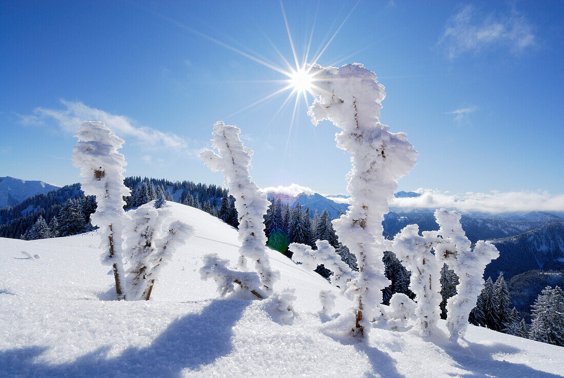 Thistles with hoarfrost in snow, Spitzing, Bavarian Alps, Bavaria, Germany