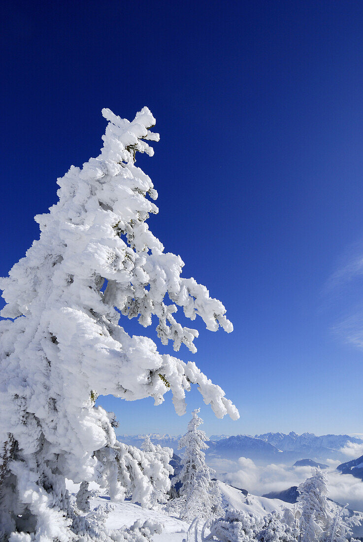 Verschneiter Nadelbaum, Kaisergebirge im Hintergrund, Oberbayern, Bayern, Deutschland