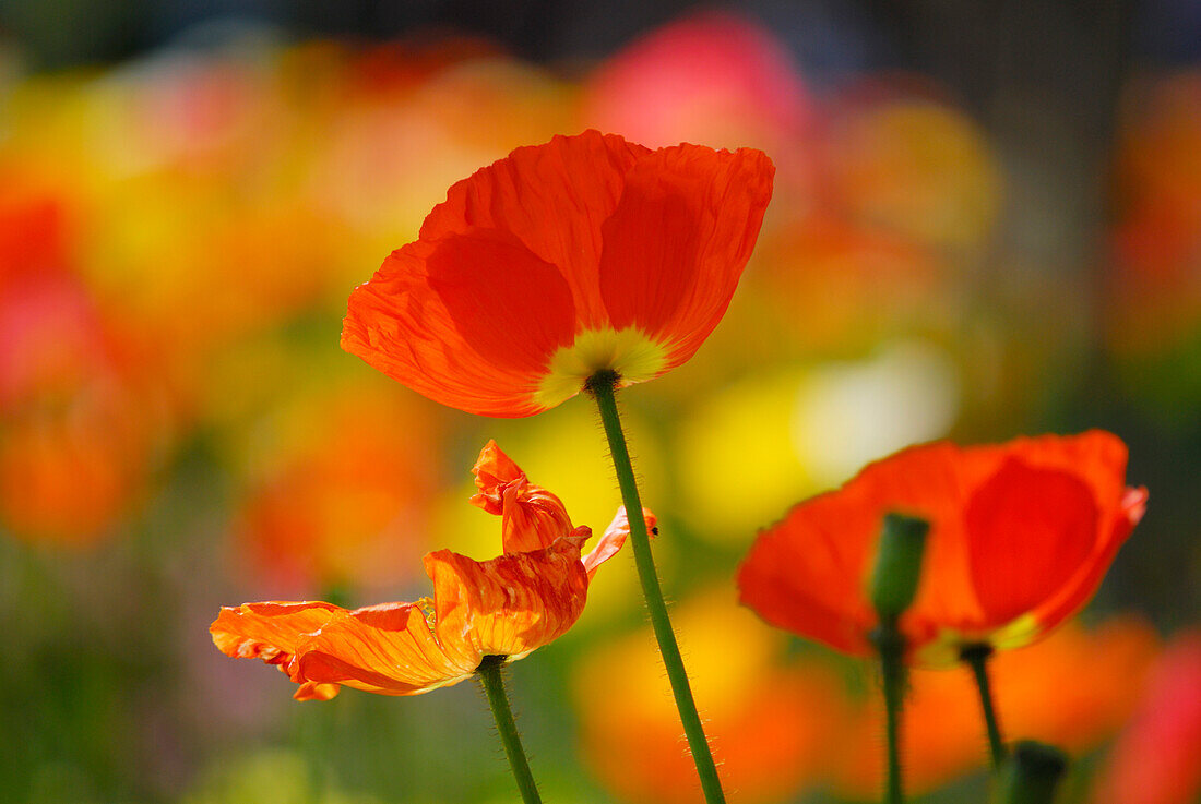 Blühender Mohn, Meran, Trentino-Südtirol, Italien