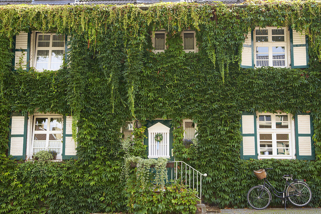 Overgrowned house front, Essen, Ruhr area, North Rhine-Westphalia, Germany