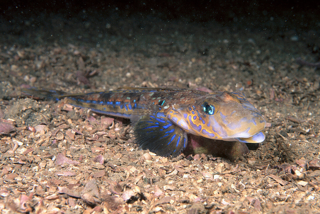 Eastern Atlantic Galicia Spain Common dragonet Dragonet Callionymus lyra