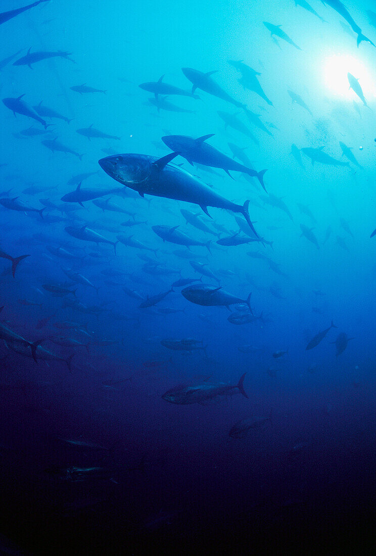 Mediterranean Sea Spain Northern bluefin tuna Thunnus thynnus