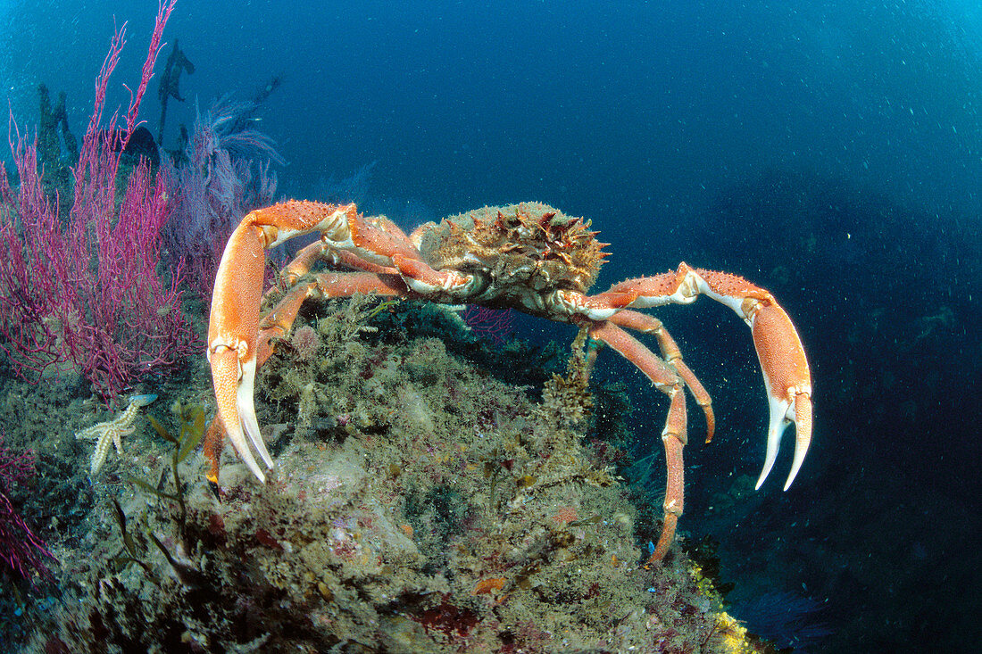 Eastern Atlantic Galicia Spain Great spider crab Maja squinado