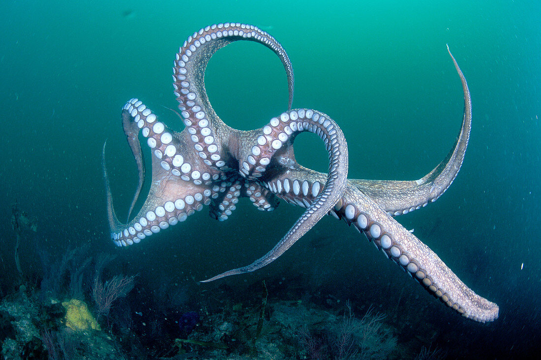 Eastern Atlantic Galicia Spain Octopus Octopus vulgaris