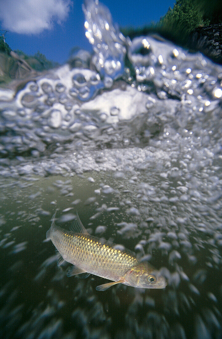 Freshwater Rivers Galicia Spain Chub Leuciscus caroliterti