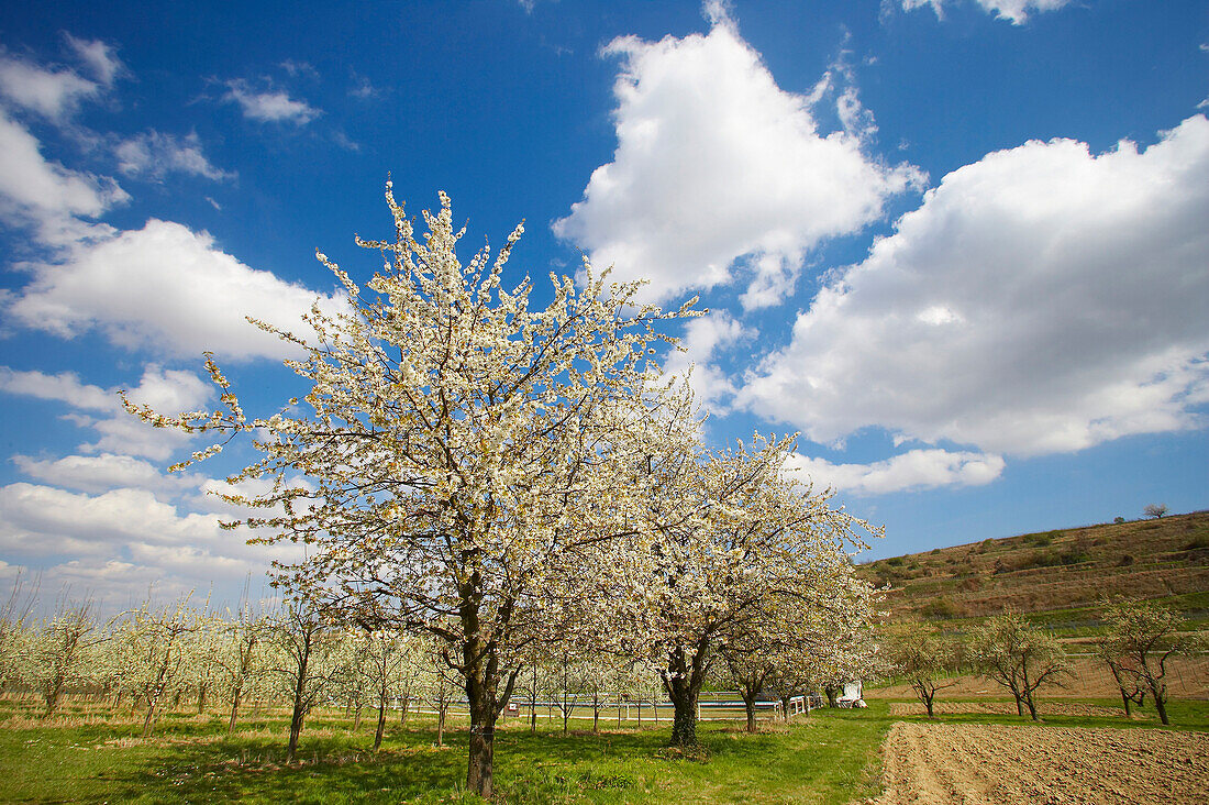 spring, cherry-blossom near Königschaffhausen, Kaiserstuhl, Baden-Württemberg, Germany, Europe