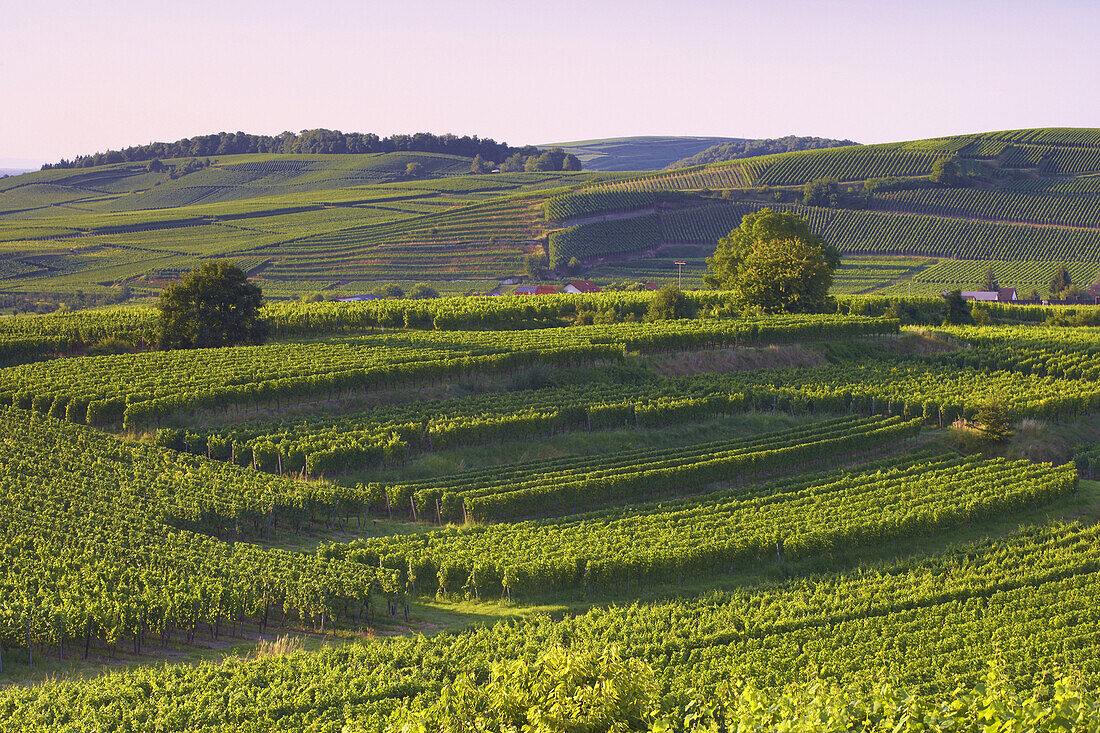 Vineyards near Oberrotweil, Kaiserstuhl, Baden-Wurttemberg, Germany