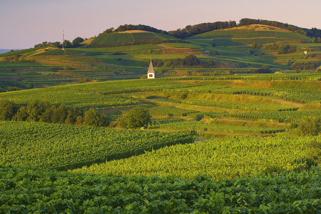 Vineyards near Kiechlinsbergen, Kaiserstuhl, Baden-Wurttemberg, Germany