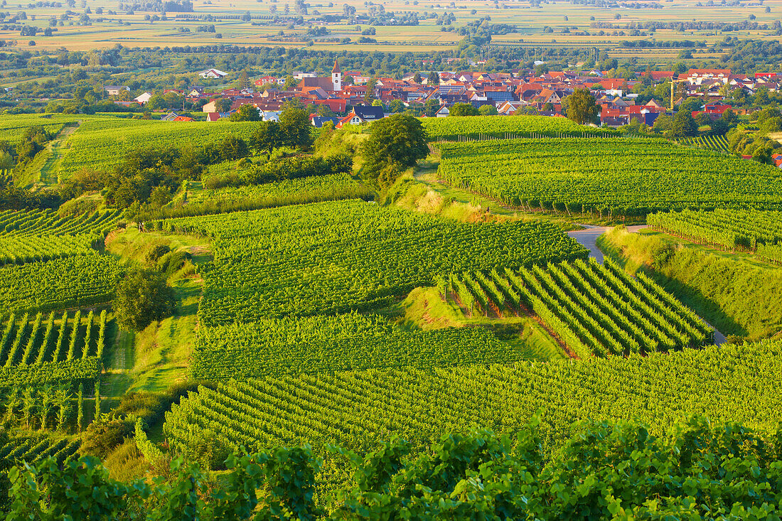 Weinanbau bei Königschaffhausen , Frühlingstag , Kaiserstuhl , Baden-Württemberg , Deutschland , Europa