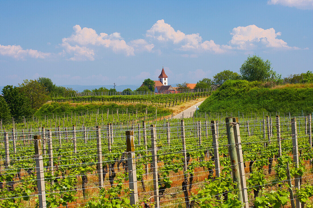 Vineyards at Königschaffhausen , Spring , Day , Kaiserstuhl , Baden-Württemberg , Germany , Europe