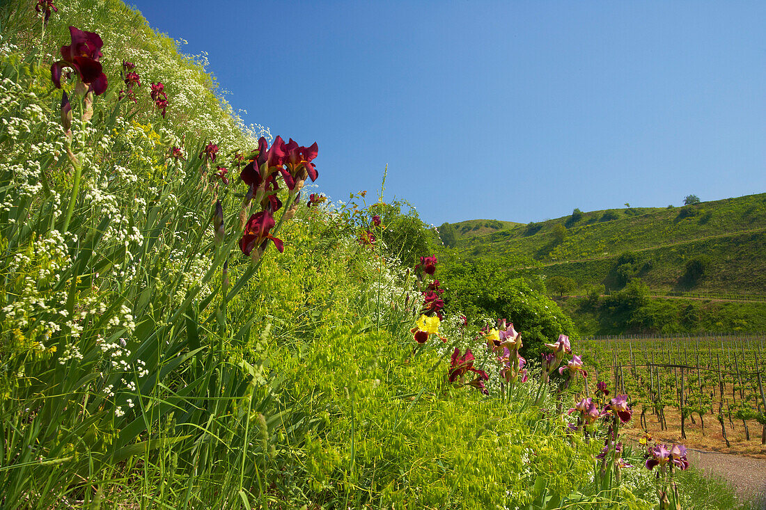 Lilies at Oberrotweil , Spring , Day , Kaiserstuhl , Baden-Württemberg , Germany , Europe