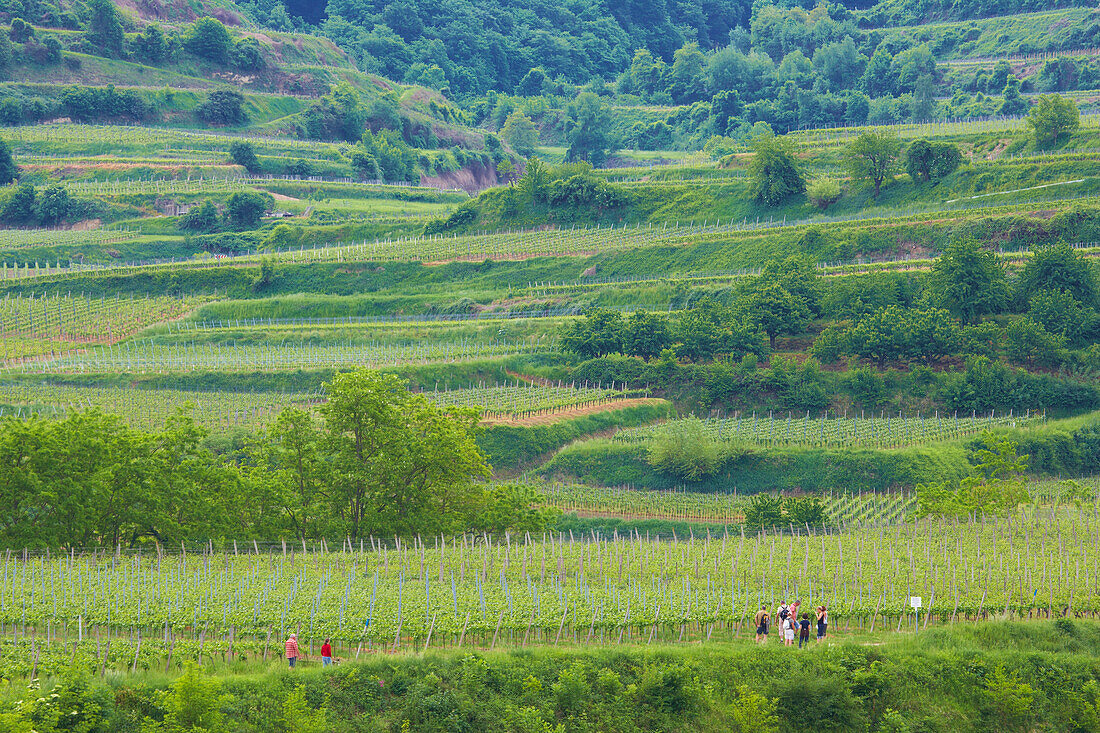 Vineyards at Kiechlinsbergen , Walkers , Spring , Day , Kaiserstuhl , Baden-Württemberg , Germany , Europe