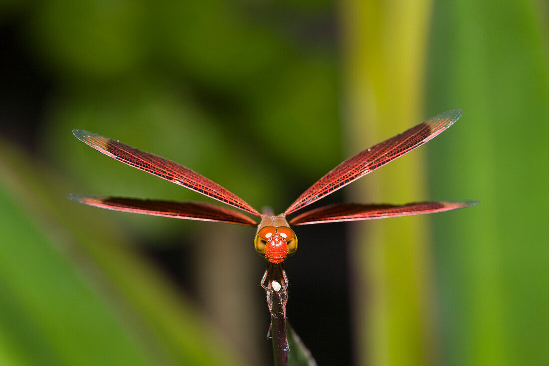 Dragonfly, Odonata, Peleliu Island, Micronesia, Palau