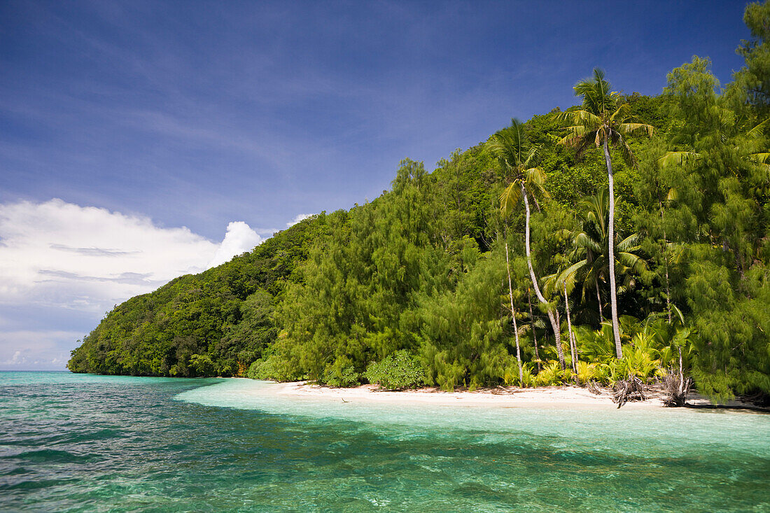 Palmeninsel von Palau, Mikronesien, Palau