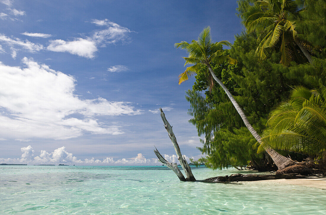 Strand mit Palmen, Mikronesien, Palau