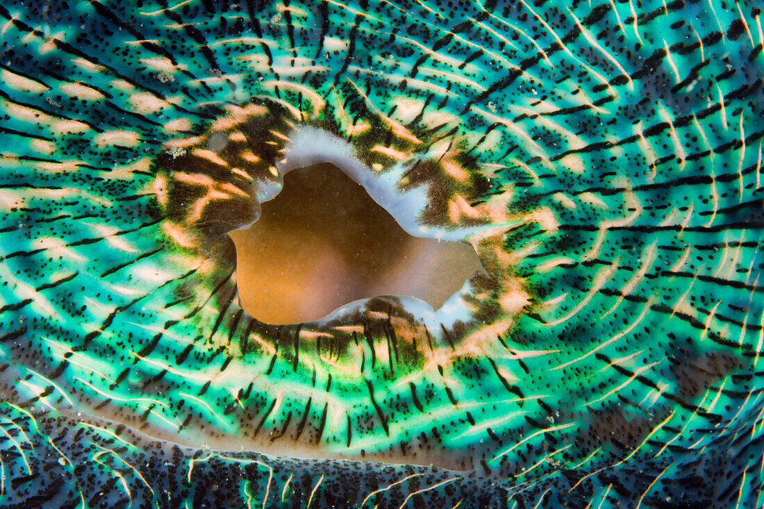 Mantel einer Moerder-Muschel, Tridacna Squamosa, Mikronesien, Palau