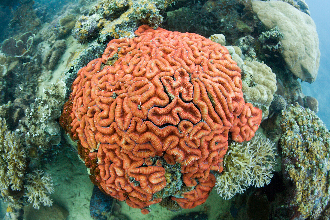 Korallenfluoreszenz einer Hirnkoralle bei Tageslicht, Mikronesien, Palau